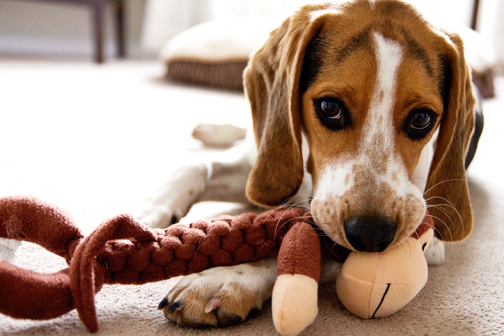 Image of dog playing with plush monkey toy