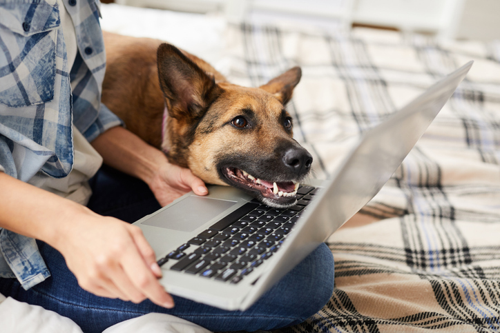 Image of dog leaning its head on a person's laptop