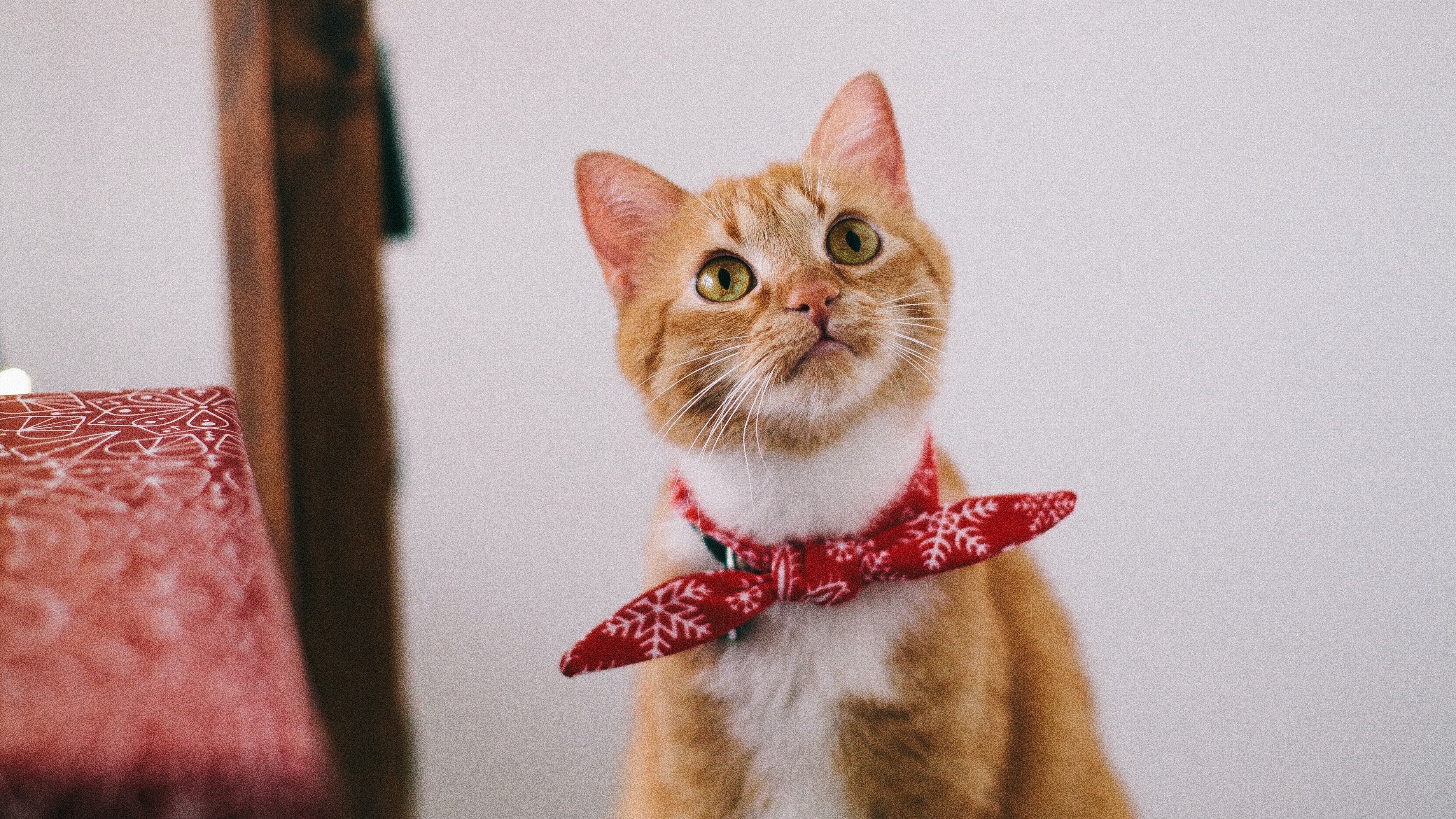 Orange tabby cat with red scarf looking up