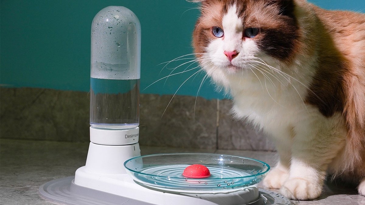 Cat standing next to water dispenser and dish with red ball in the middle