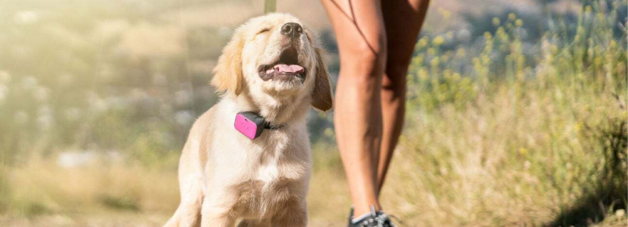 Golden retriever puppy walking with smart collar on