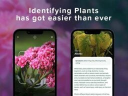 Two phone screens showing picture of flowers and text identifying plant disease under picture of yellowing leaves