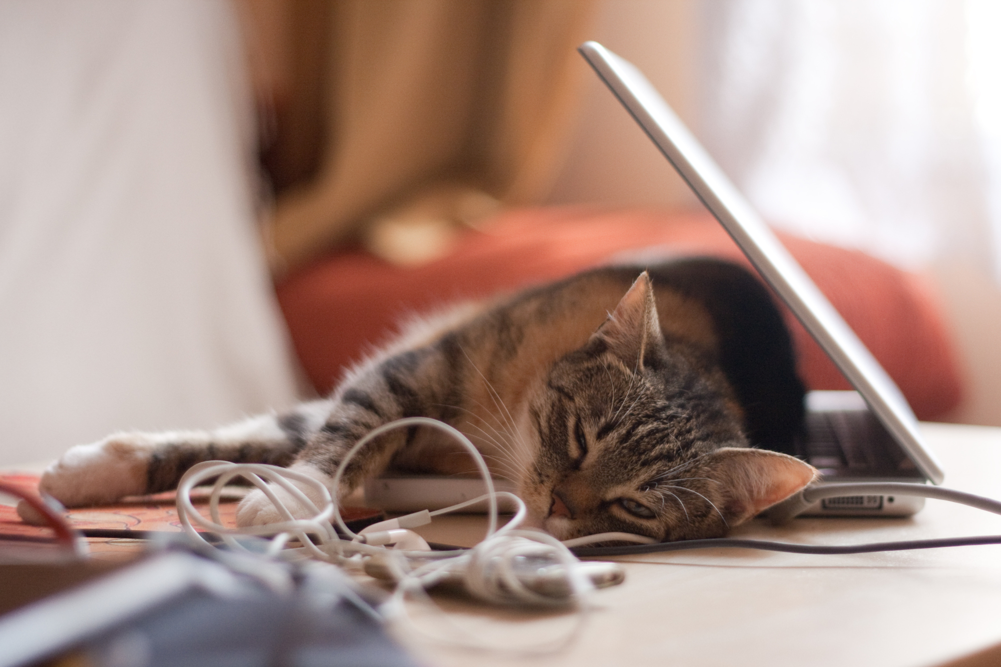 A cat sleeping on a laptop