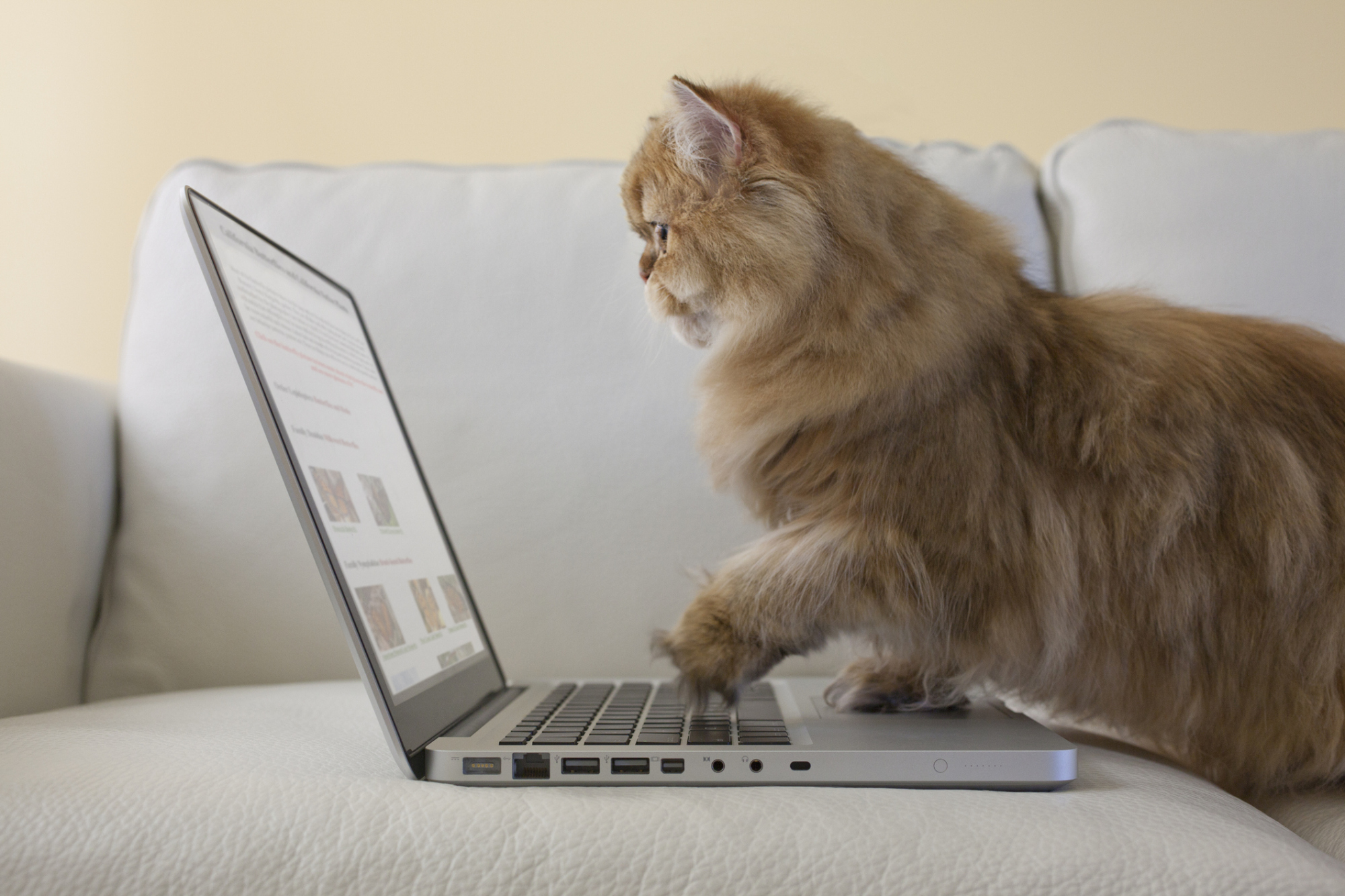 A cat using a laptop