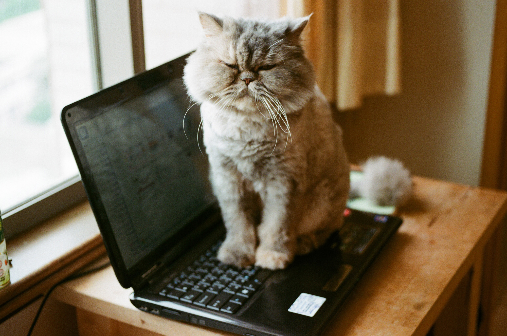 A cat sitting on a laptop