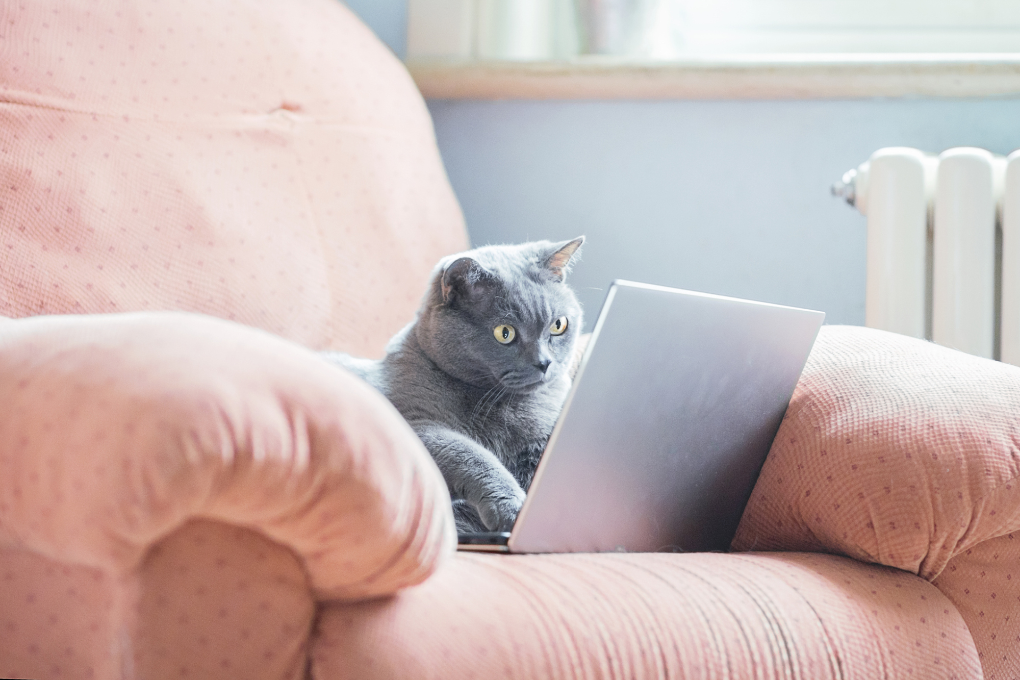 A cat using a laptop