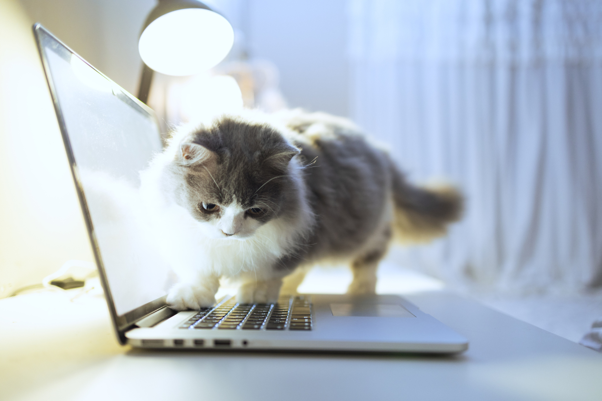 A cat standing on a laptop keyboard