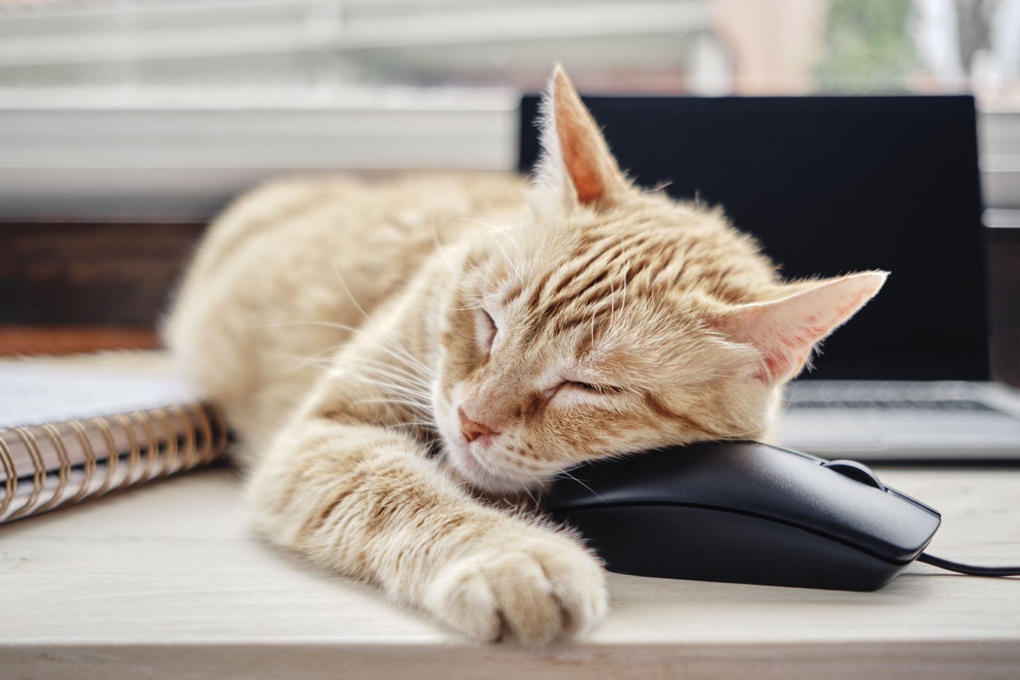 A cat sleeping on a computer mouse