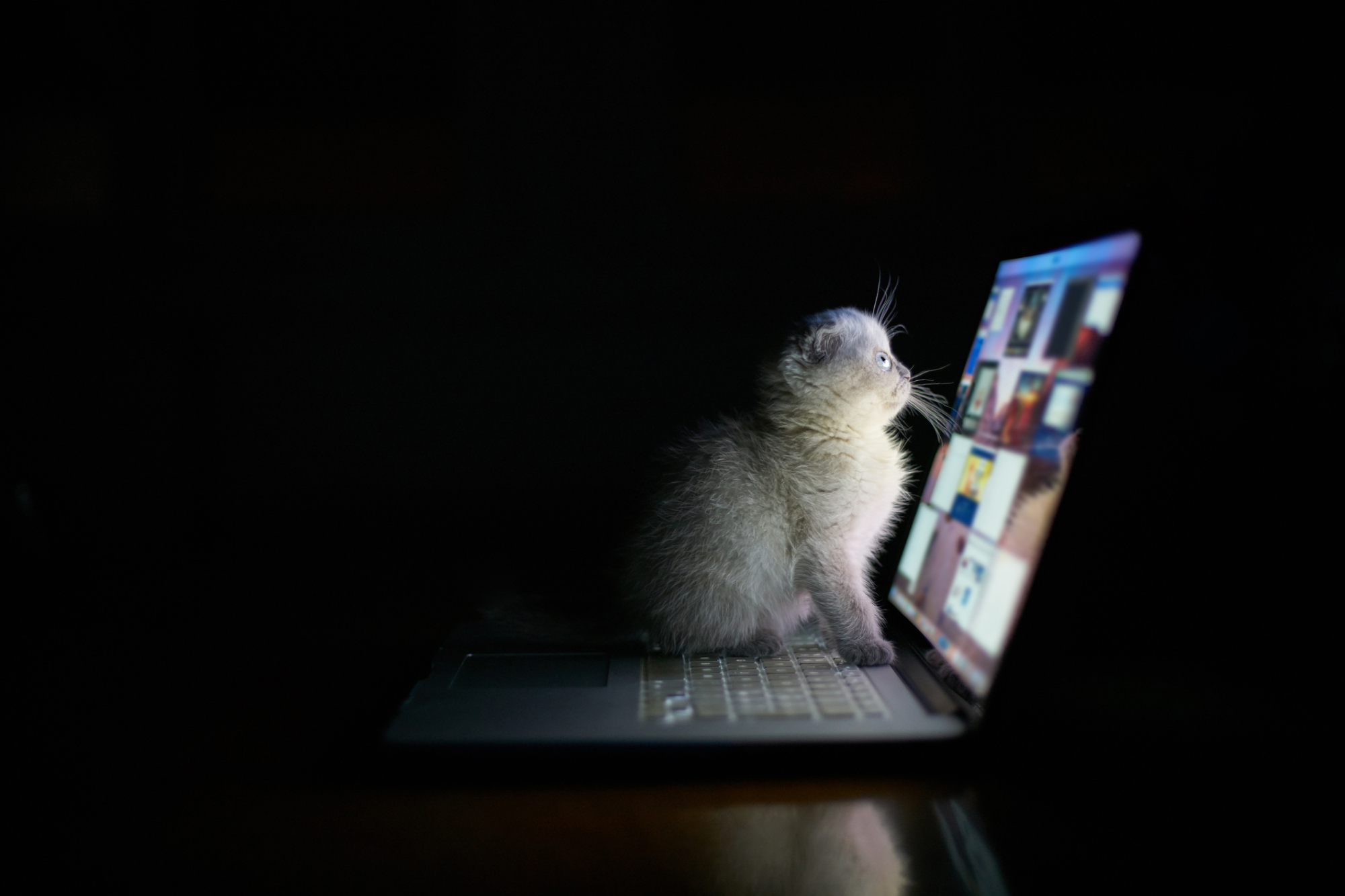 A kitten looking at a laptop in the dark