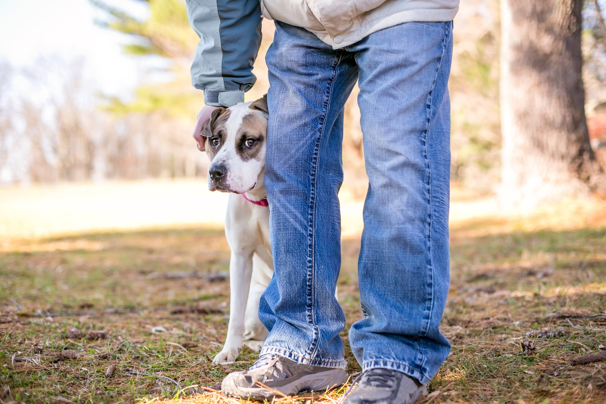 Image of shy dog hiding behind their owner