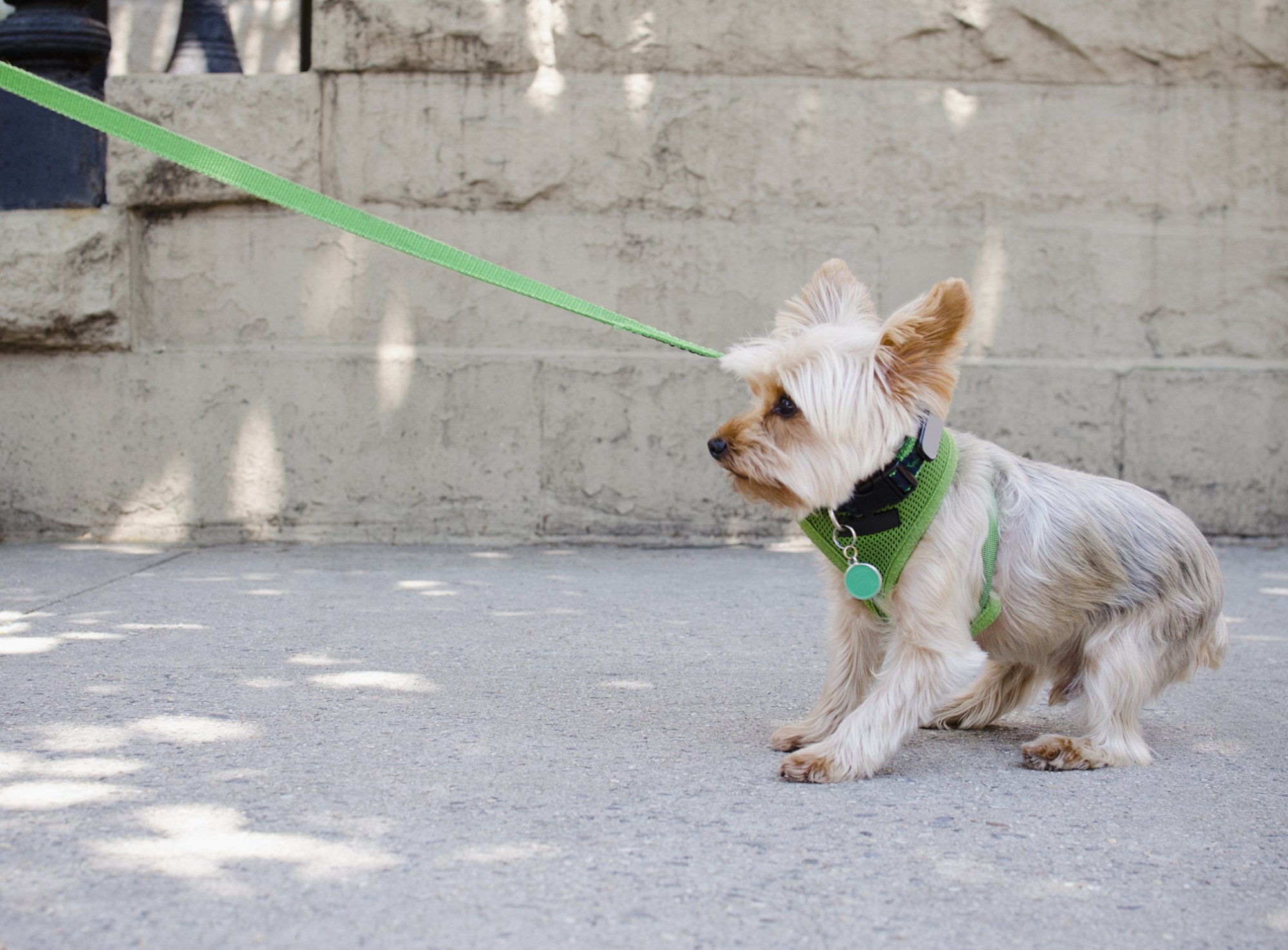 Image of terrier on a leash that doesn't want to move