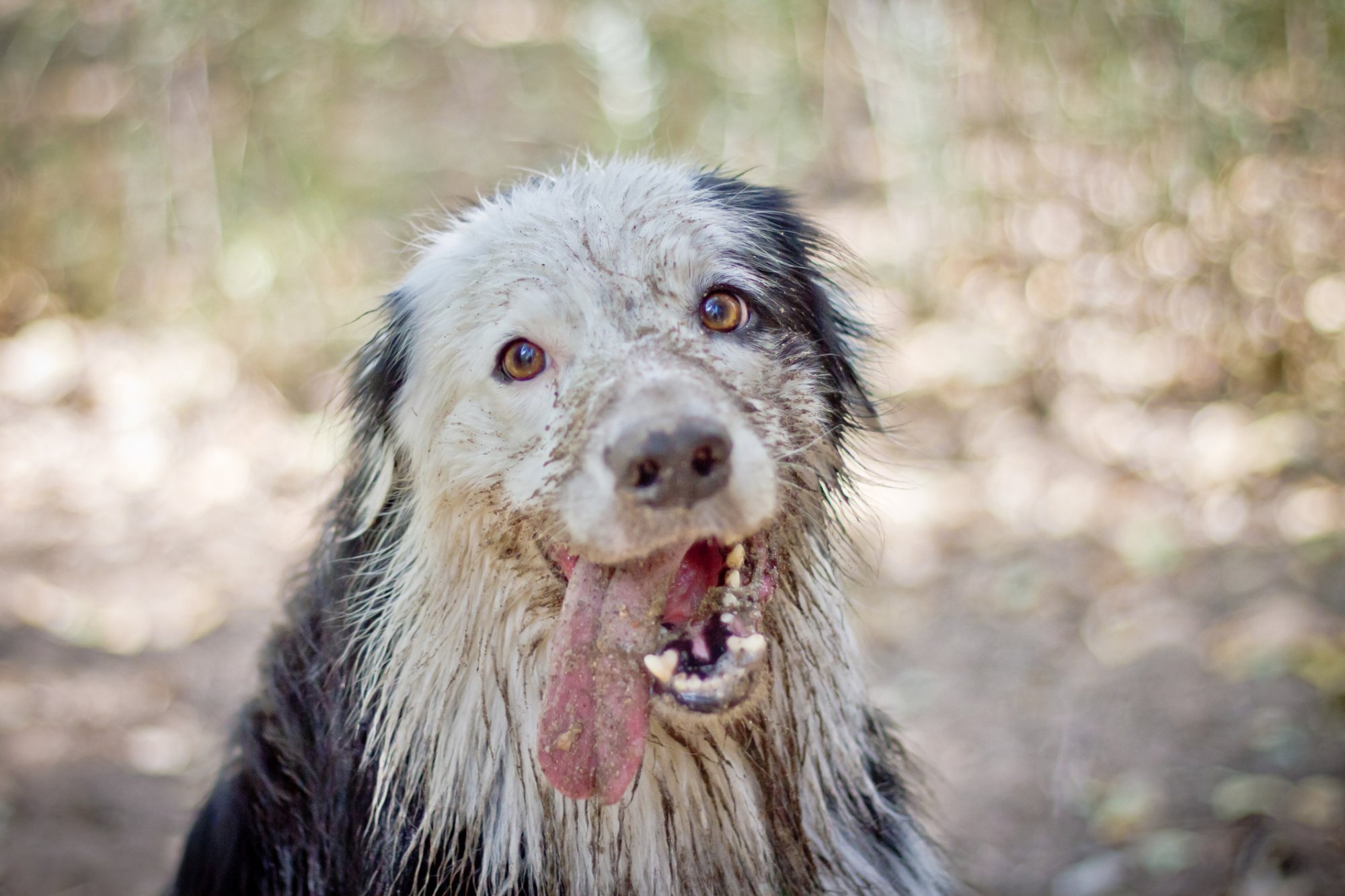 Image of dog covered in dirt and sand with its tongue sticking out