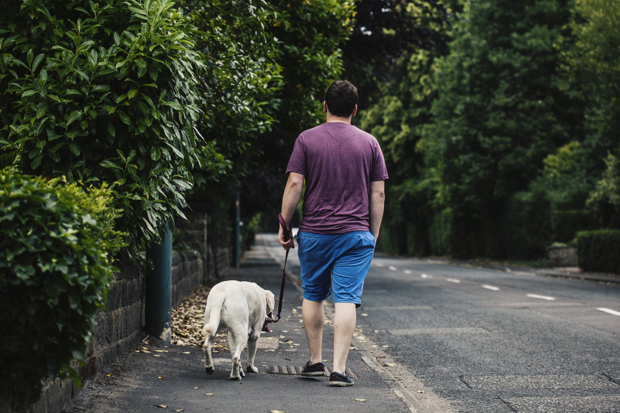 Image of man and dog walking away from the camera