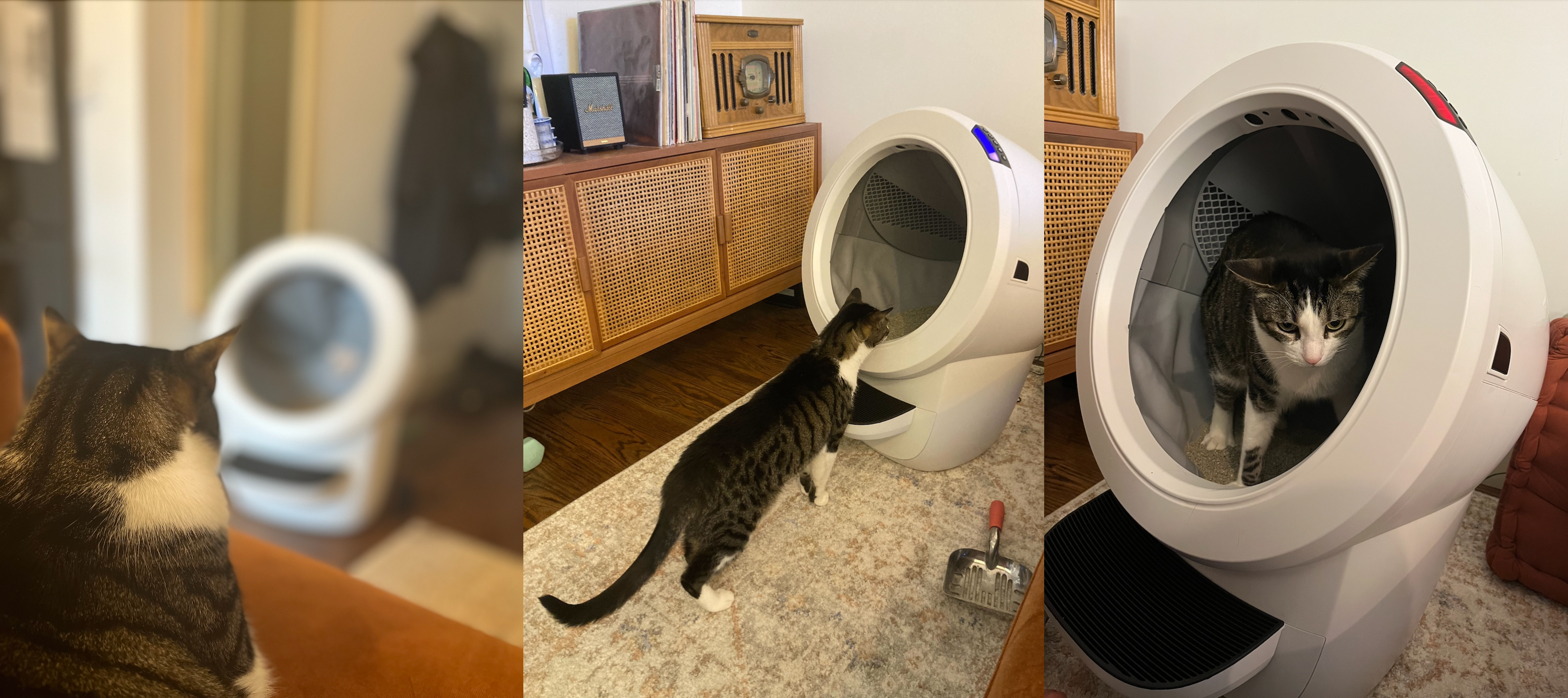 A cat looking at, stepping into, and then peeing in the Litter-Robot 4