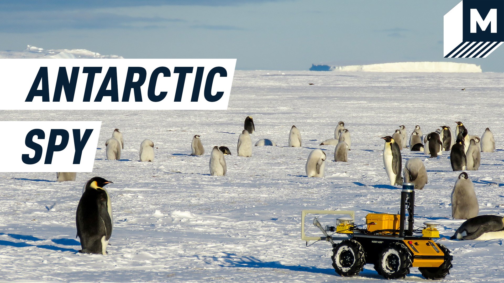 CAPTION: ANTARCTIC SPY. A penguin (on the left) is looking at a small yellow robot (on the right). The penguin's colony is visible at the background. Behind them a clear blue sky meets the Antarctic landscape.