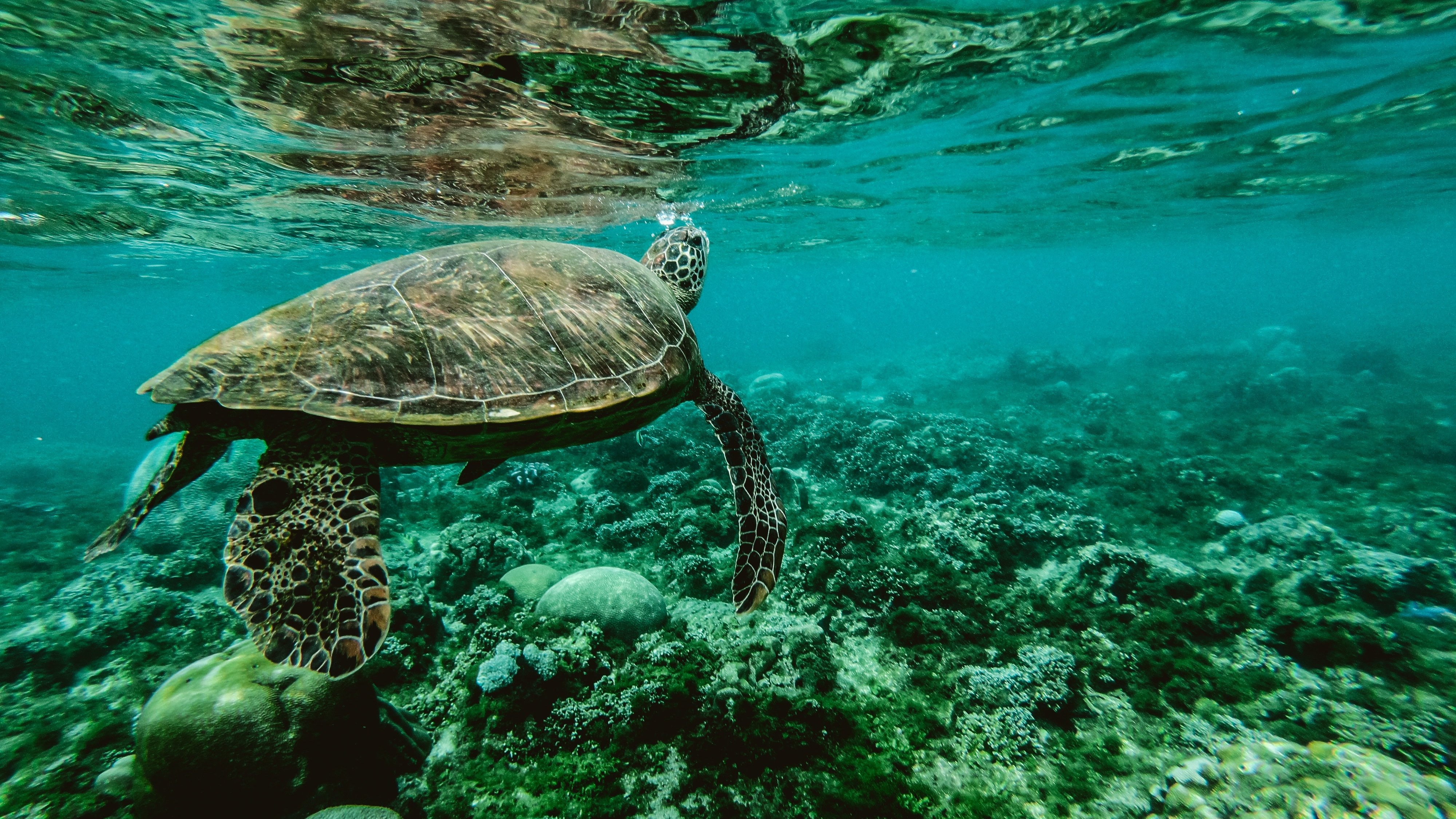 Sea turtle in the water