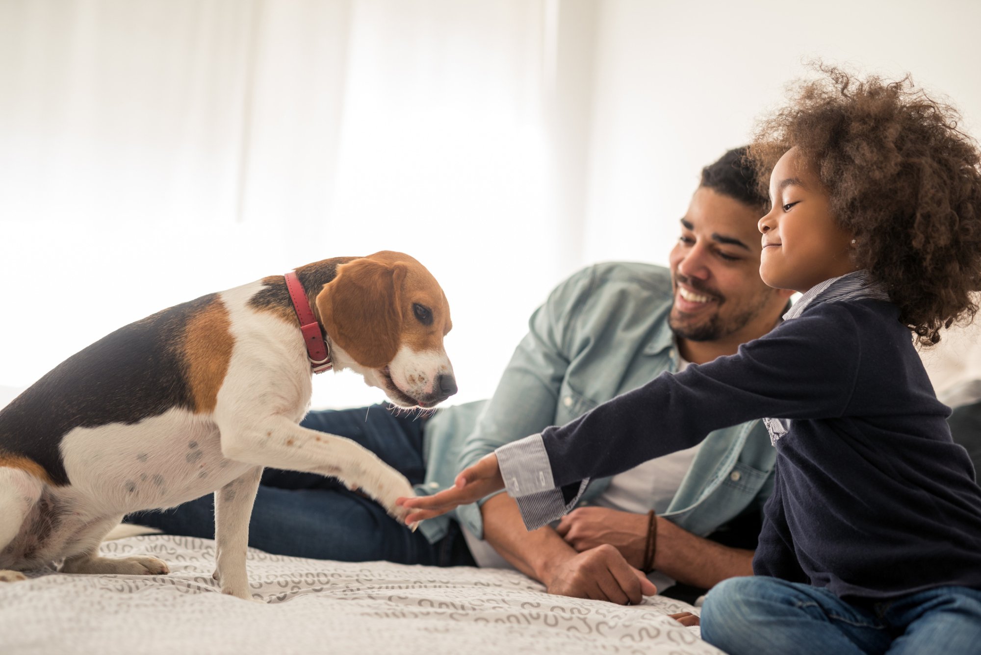 Image of father and young girl with her hand extended out towards a beagle who is holding its paw out towards her.