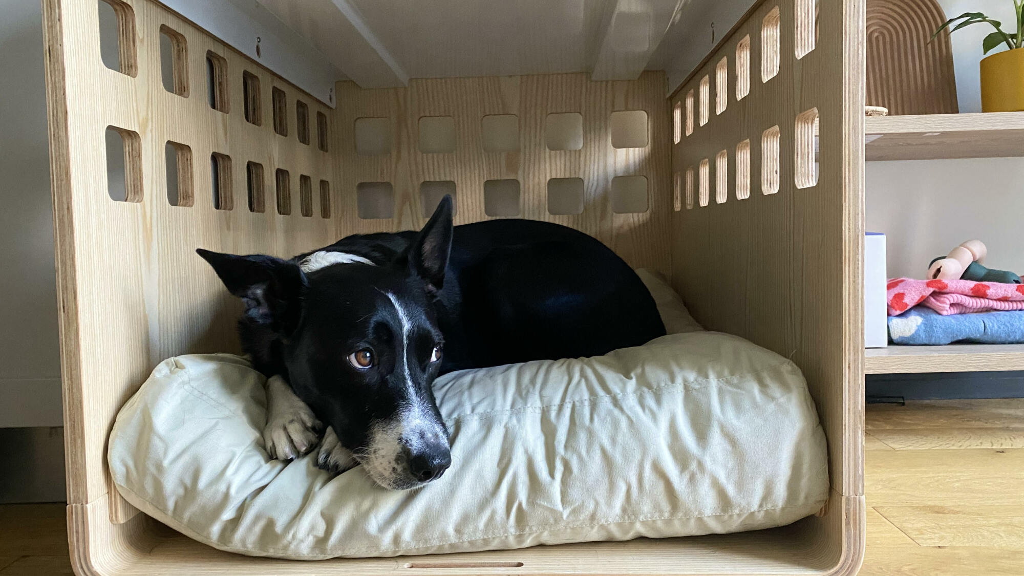 Black and white dog laying on a fluffy bed in a wooden dog crate