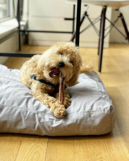 Fluffy dog chewing on a treat on a fluffy dog bed