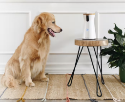 a golden retriever looking at a furbo dog camera sitting on a stool