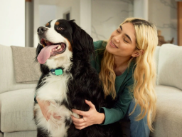 a woman petting a bernese mountain dog who's wearing a whistle GPS pet tracker