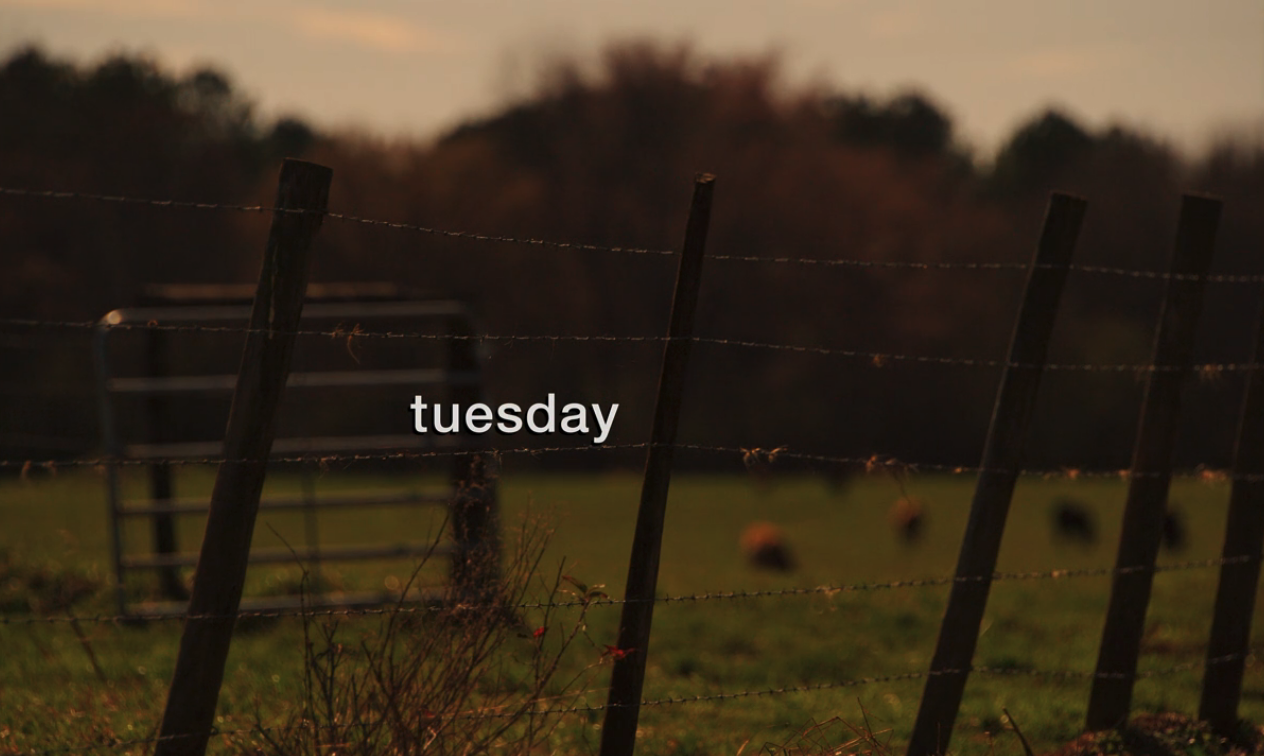 A screenshot from Hulu's "Candy" which reads "tuesday."