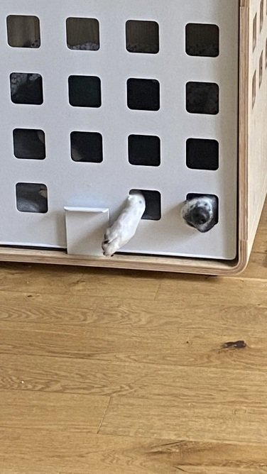 Alternate angle of dog sticking their nose and paw out of a dog crate door