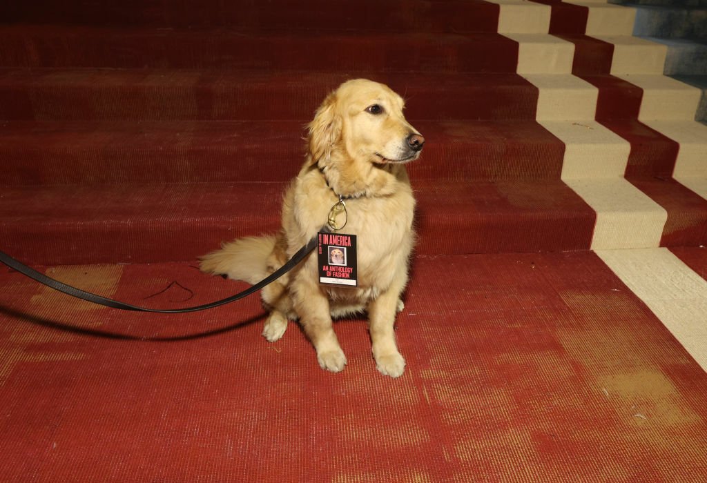 Vail the bomb dog at the Met Gala.