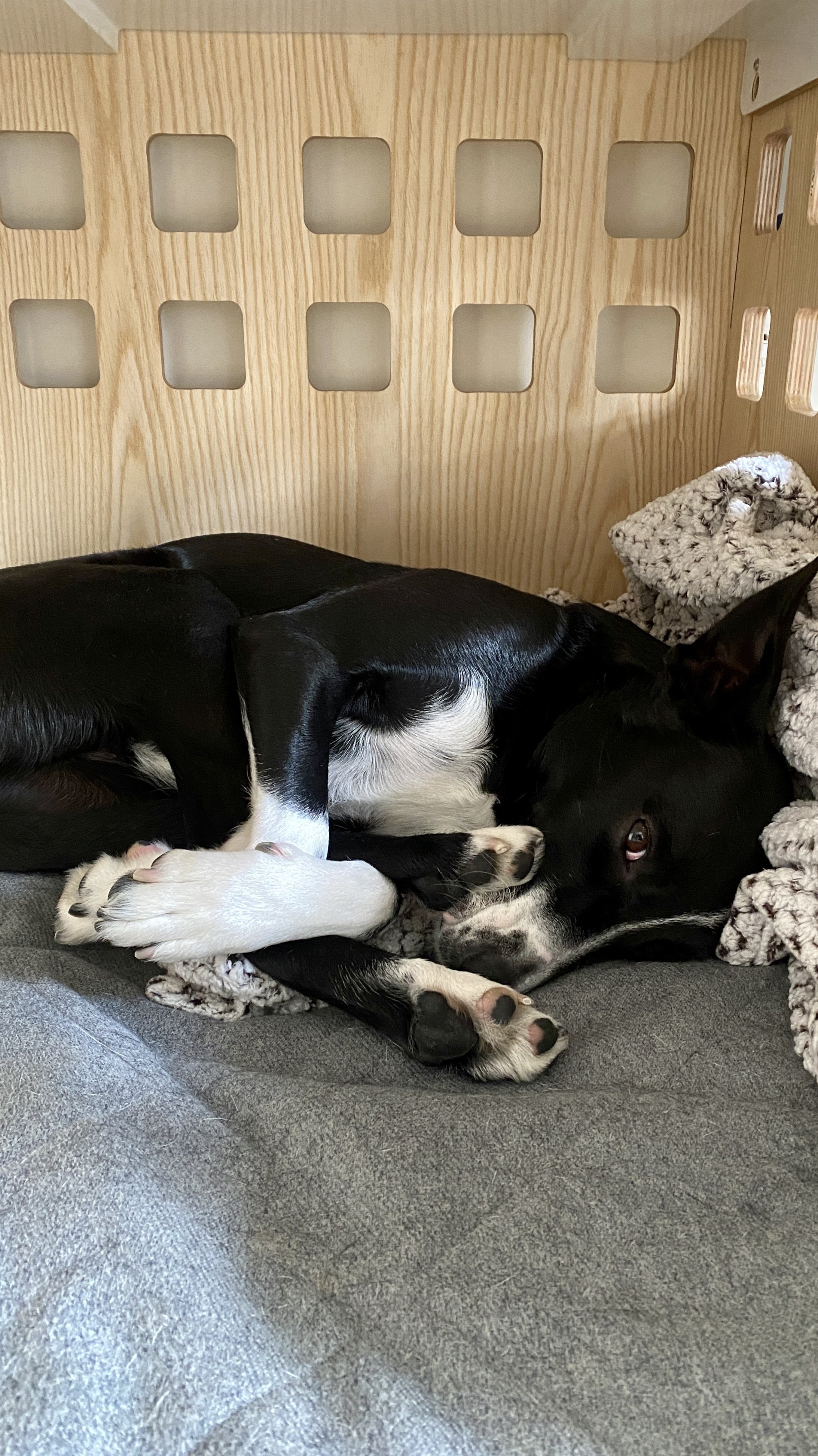 Black and white dog curled up in a wooden dog crate