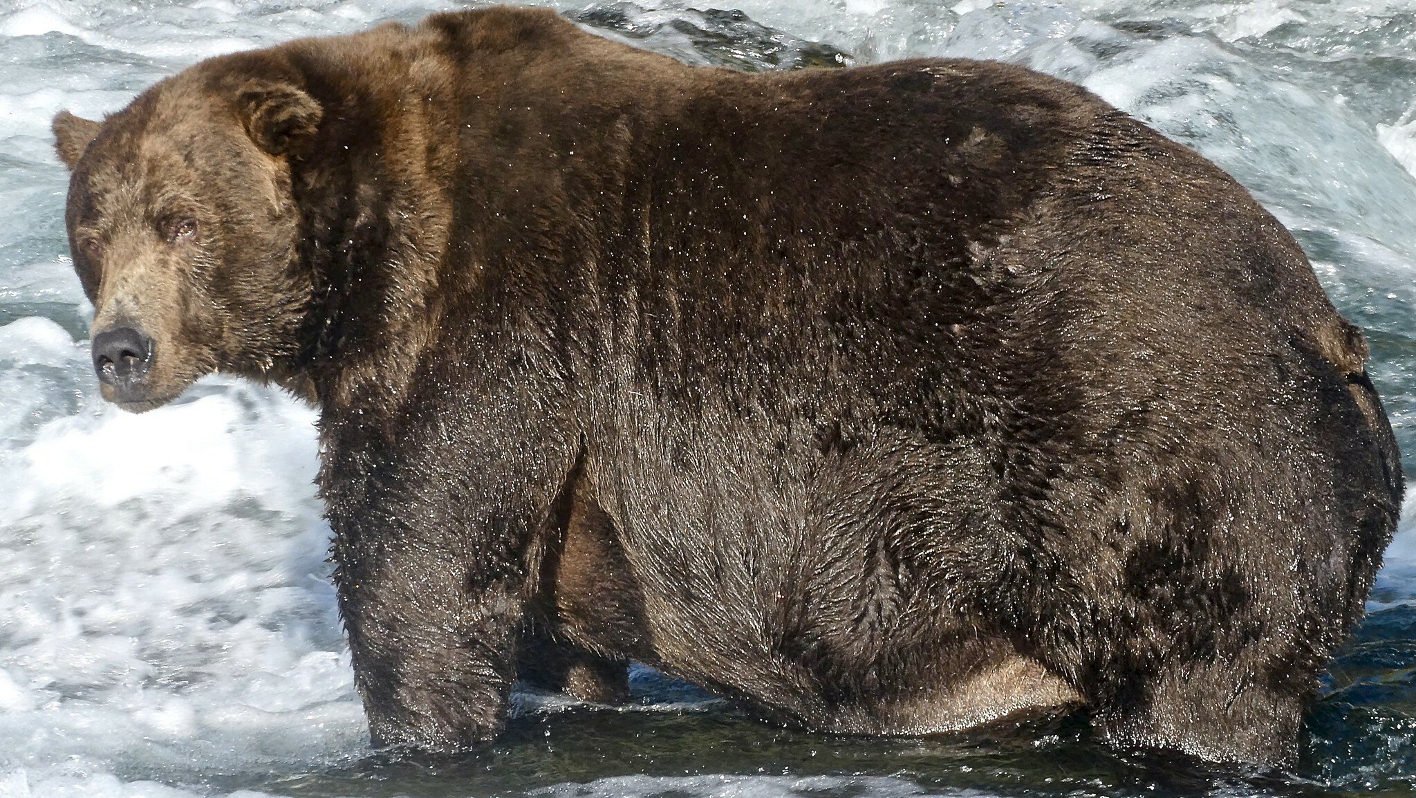 a bear in a river