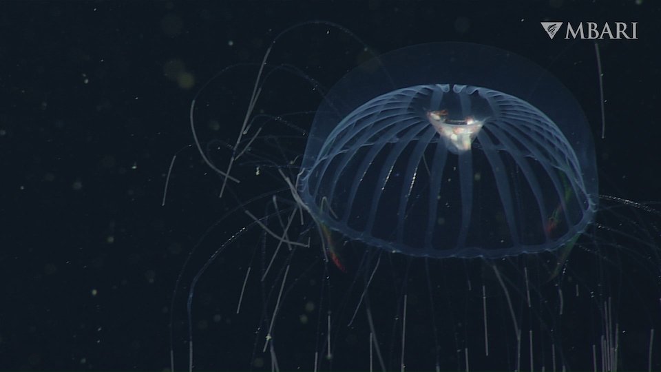 a jellyfish with stomach full of food