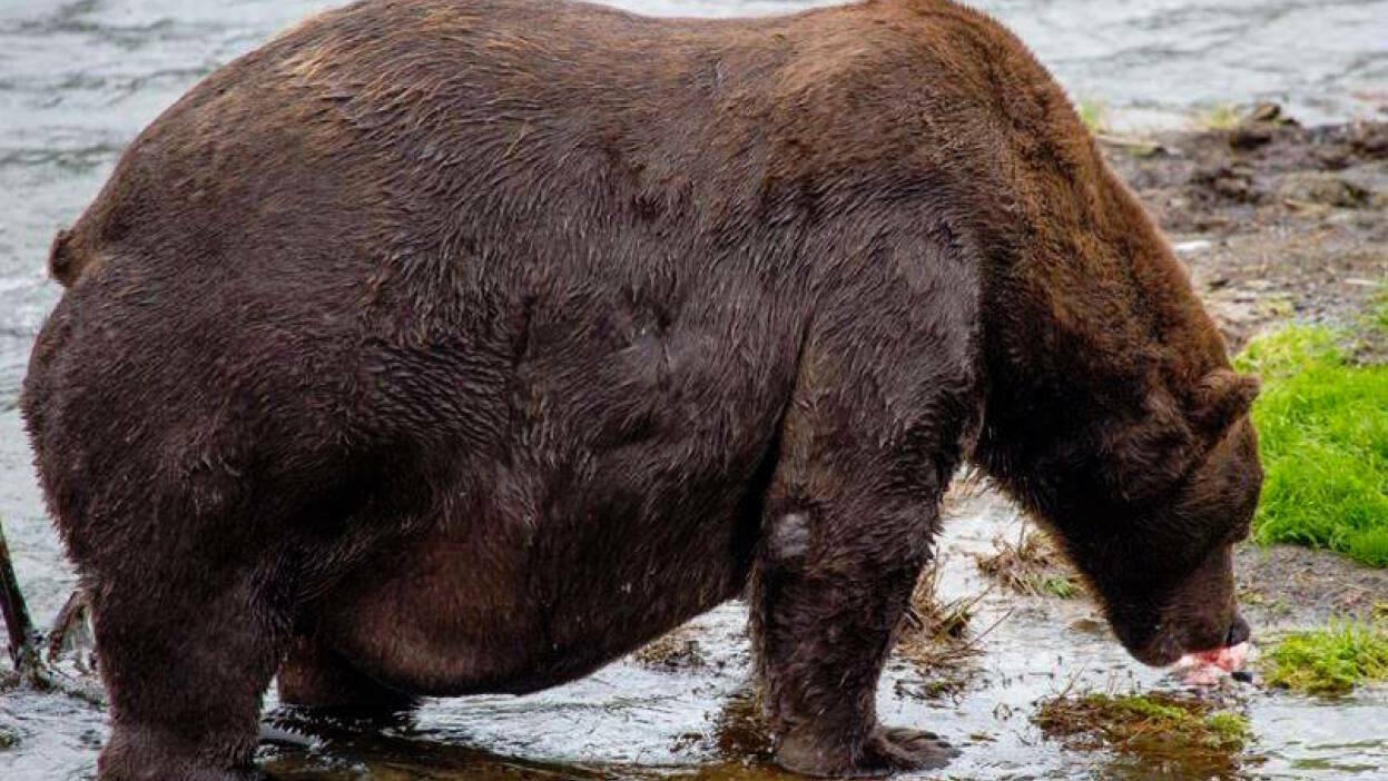 a huge Alaska brown bear