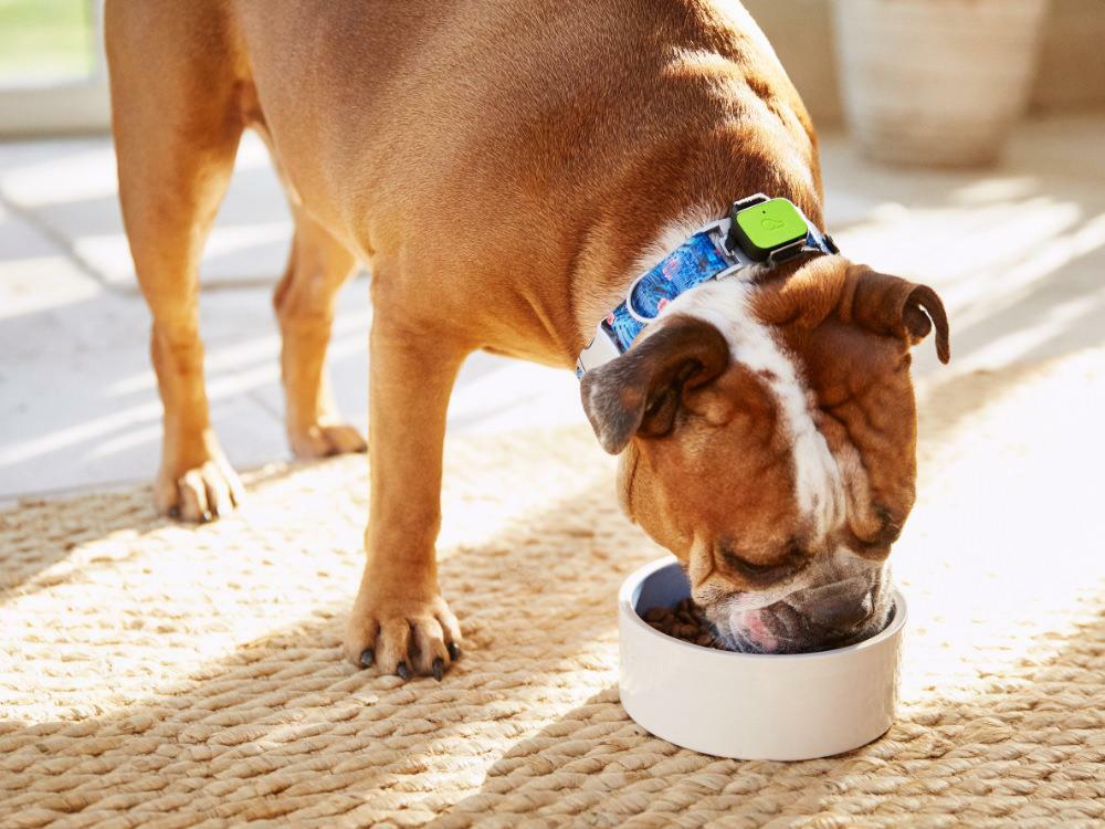 Dog with a smart collar on eating out of a bowl