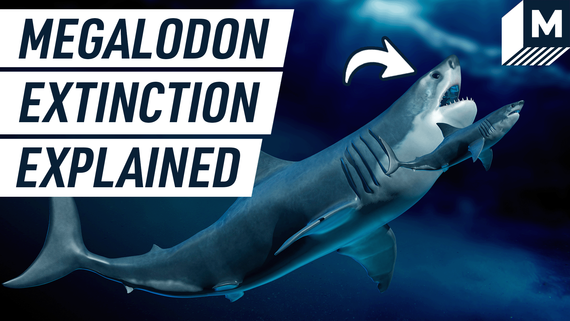 Megalodon Extinction Explained and an arrow pointing to a Megalodon swimming next to a great white shark
