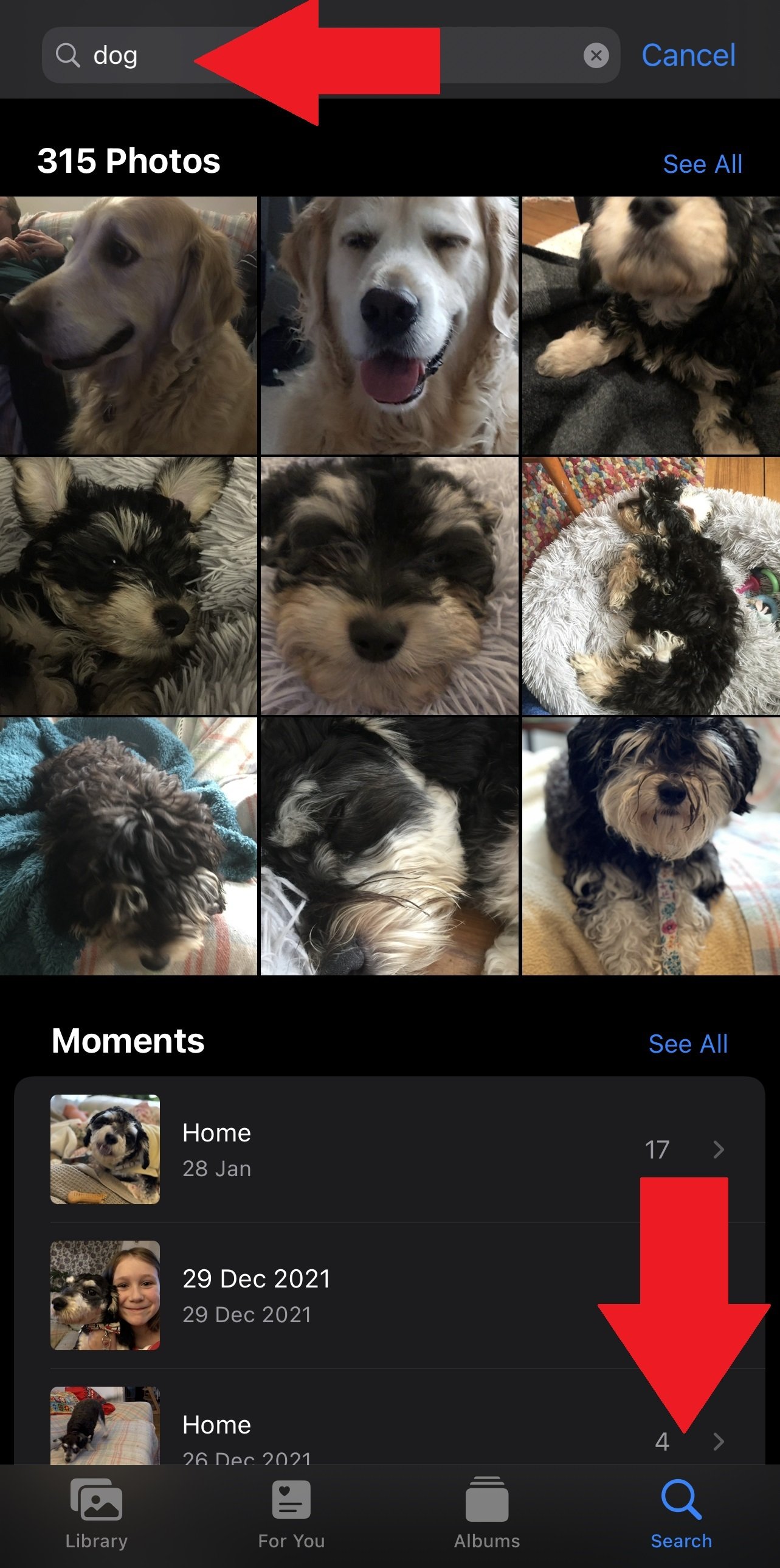 photo of dogs using search in iphone camera roll 