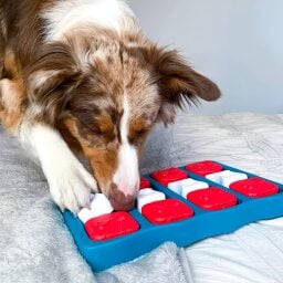 dog playing with puzzle toy