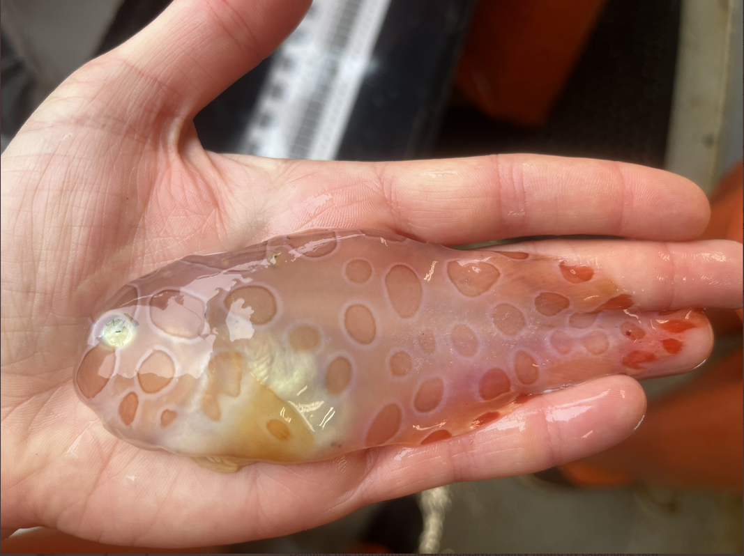 a biologist holding a blotched snailfish