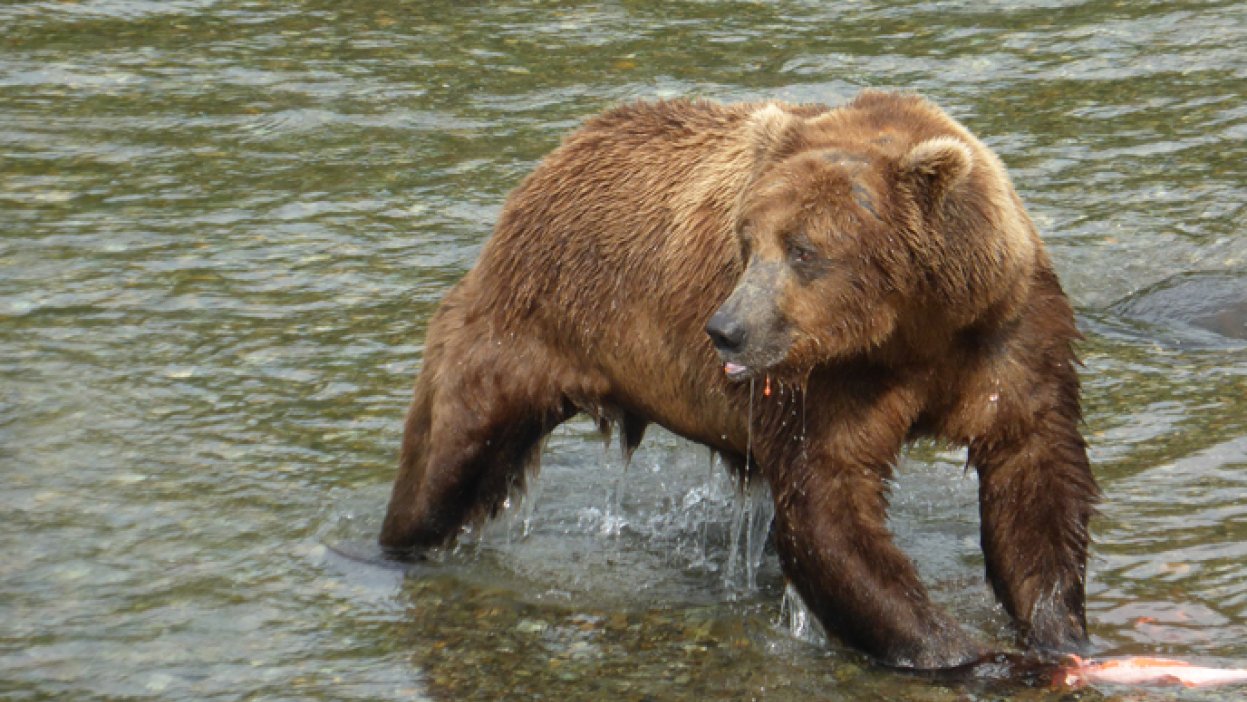 a large brown bear in a river