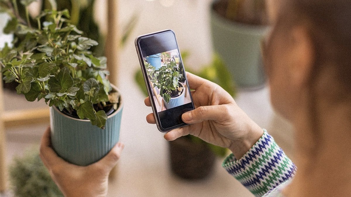 Person holding a phone with the NatureID Plant Identification Premium Plan: Lifetime Subscription to identify a plant.