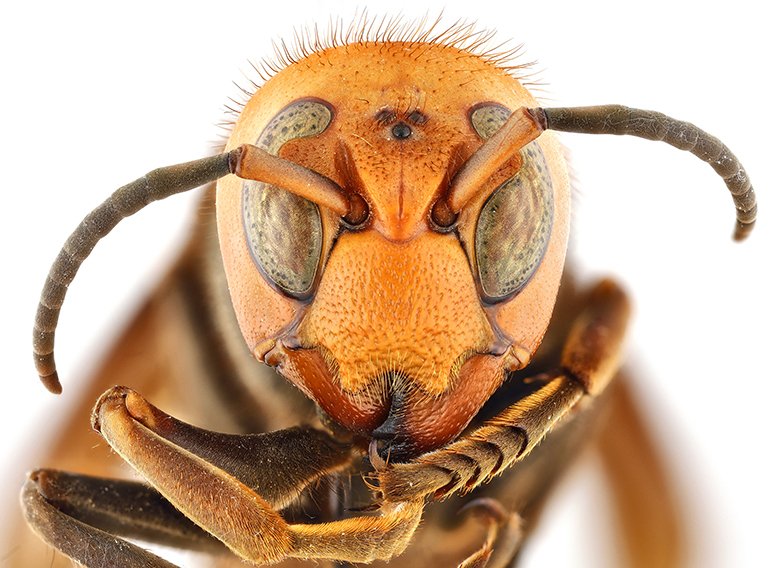 a northern giant hornet