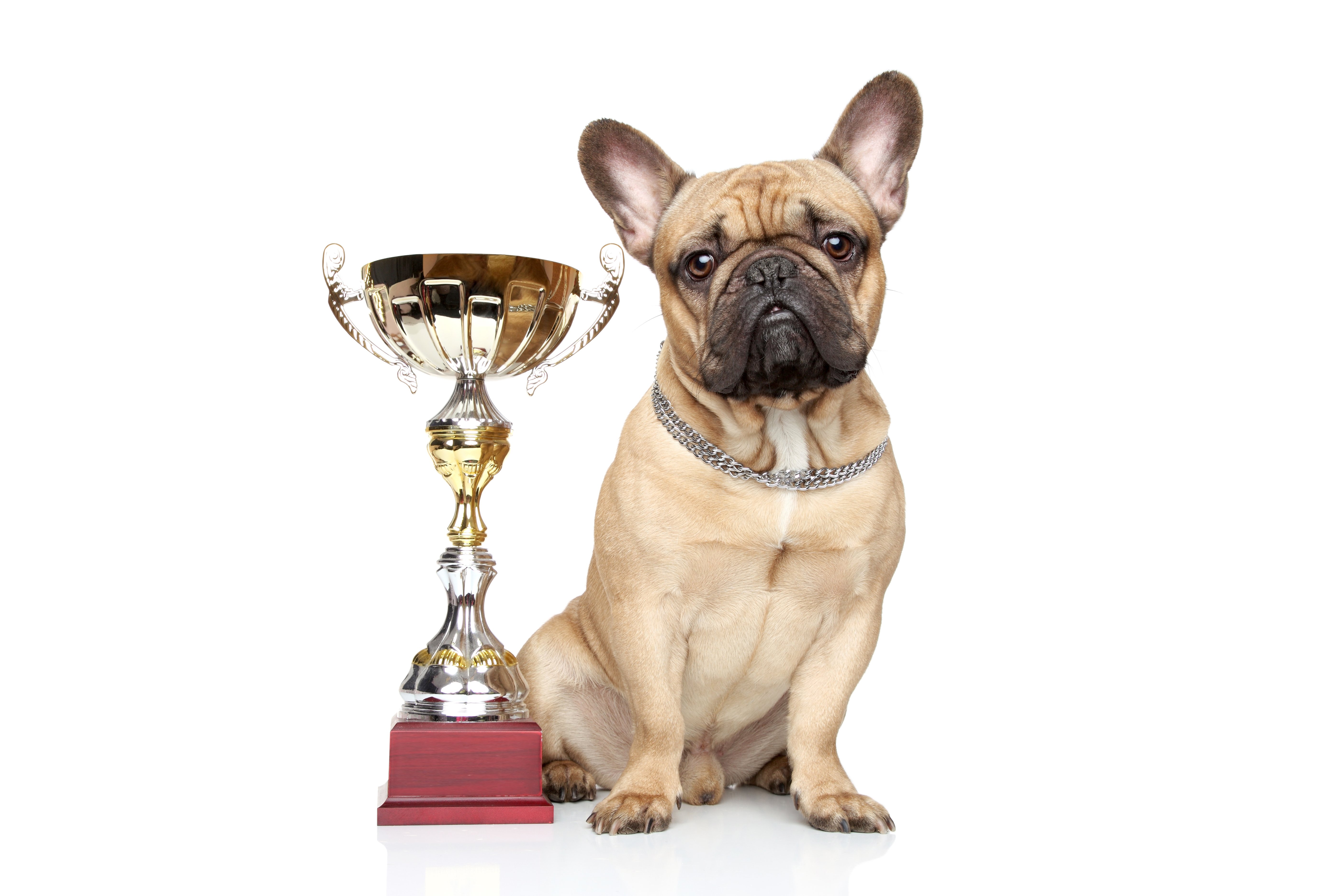 Image of french bulldog sitting next to a trophy