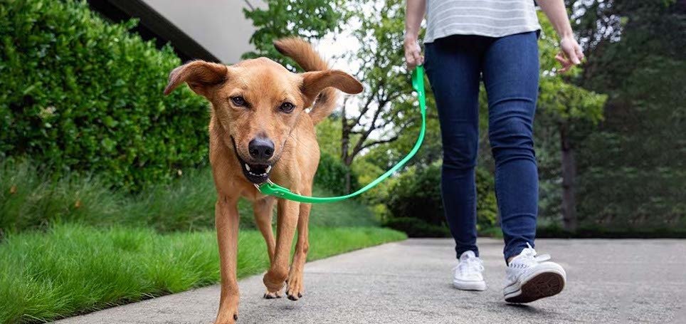 Person walking their dog