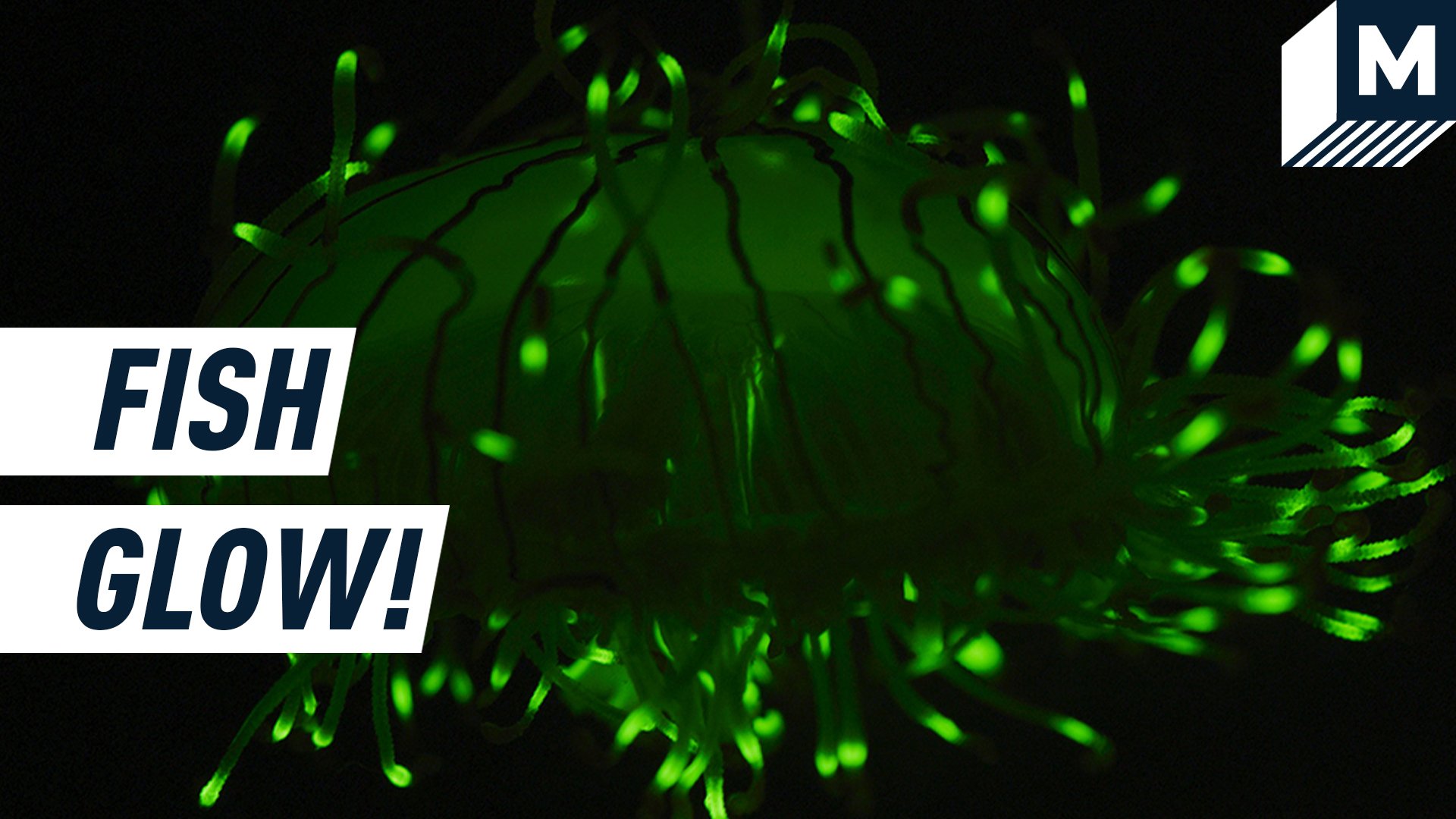 A close-up of a green biofluorescent jellyfish glowing in the dark. Caption on the right reads 