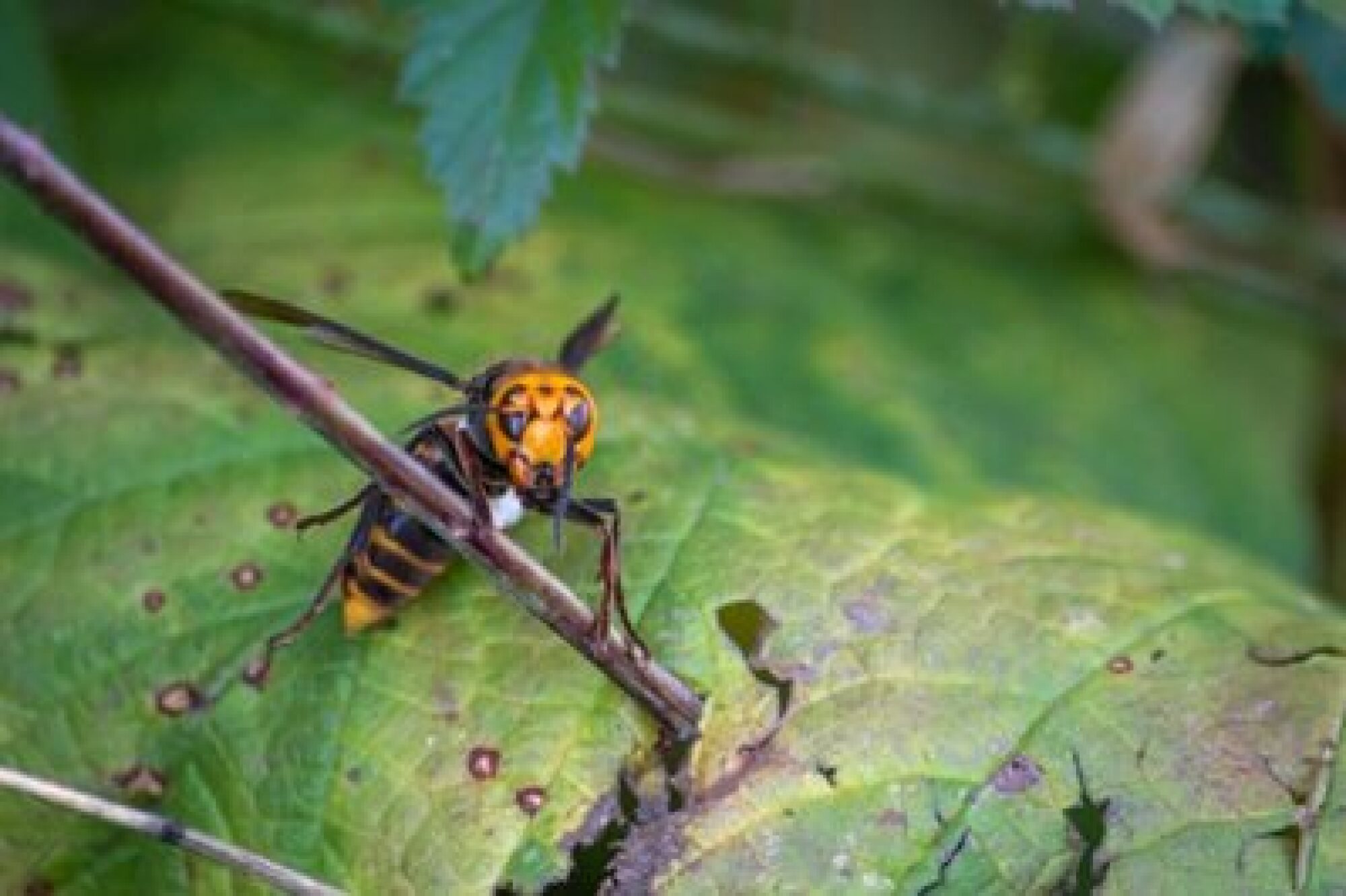 a great northern hornet on a leaf.