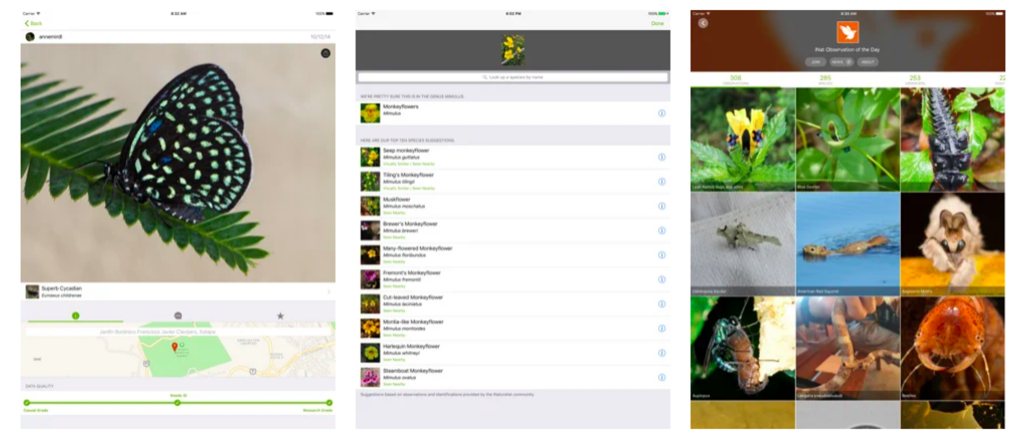 Screenshot of iNaturalist