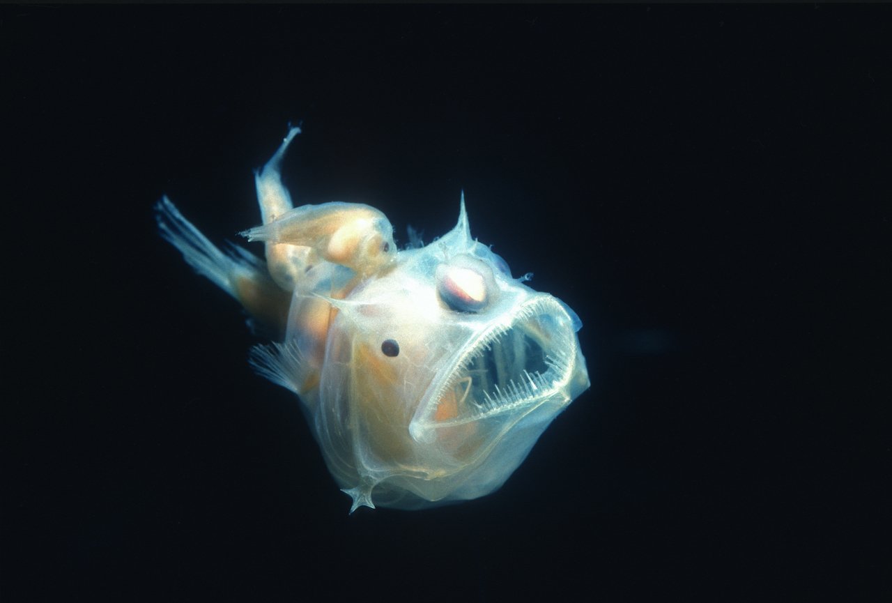 an angler fish in the ocean