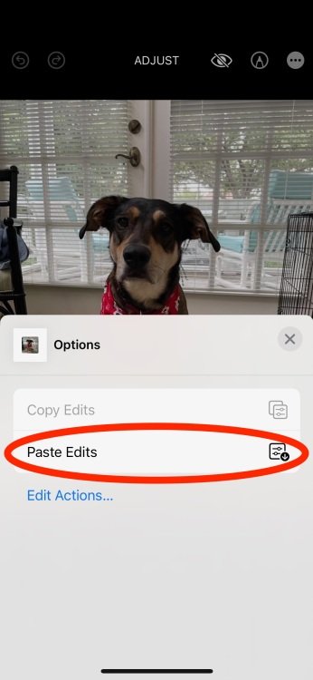 iPhone screenshot of second dog photo with the option to paste edits applied to the first dog photo
