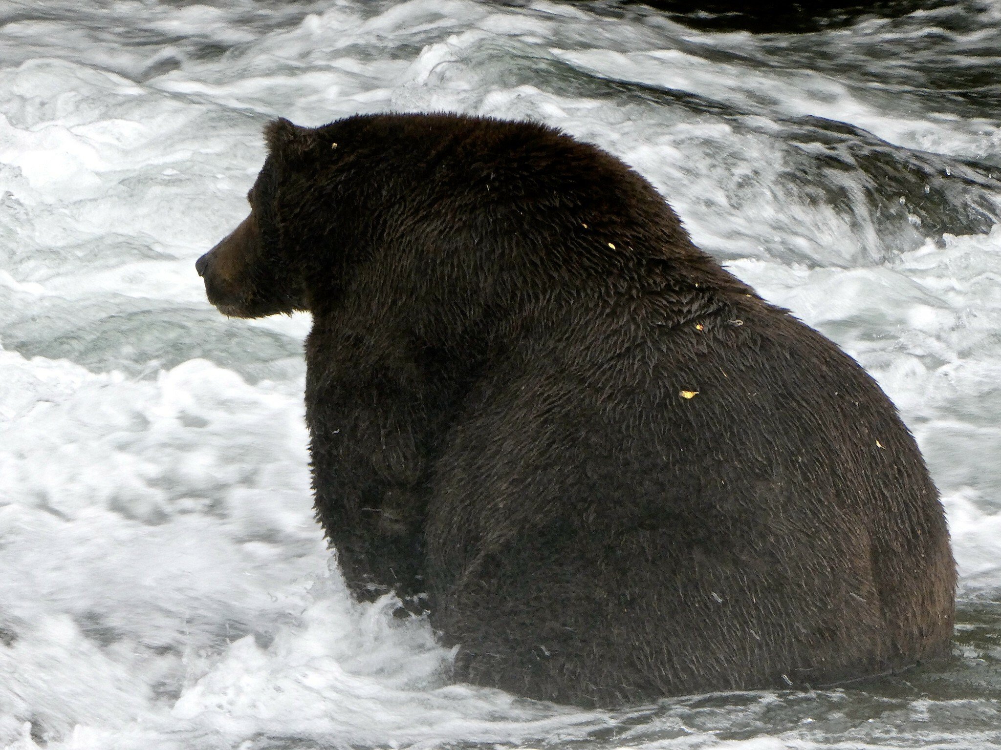 a very large bear in a river in Alaska