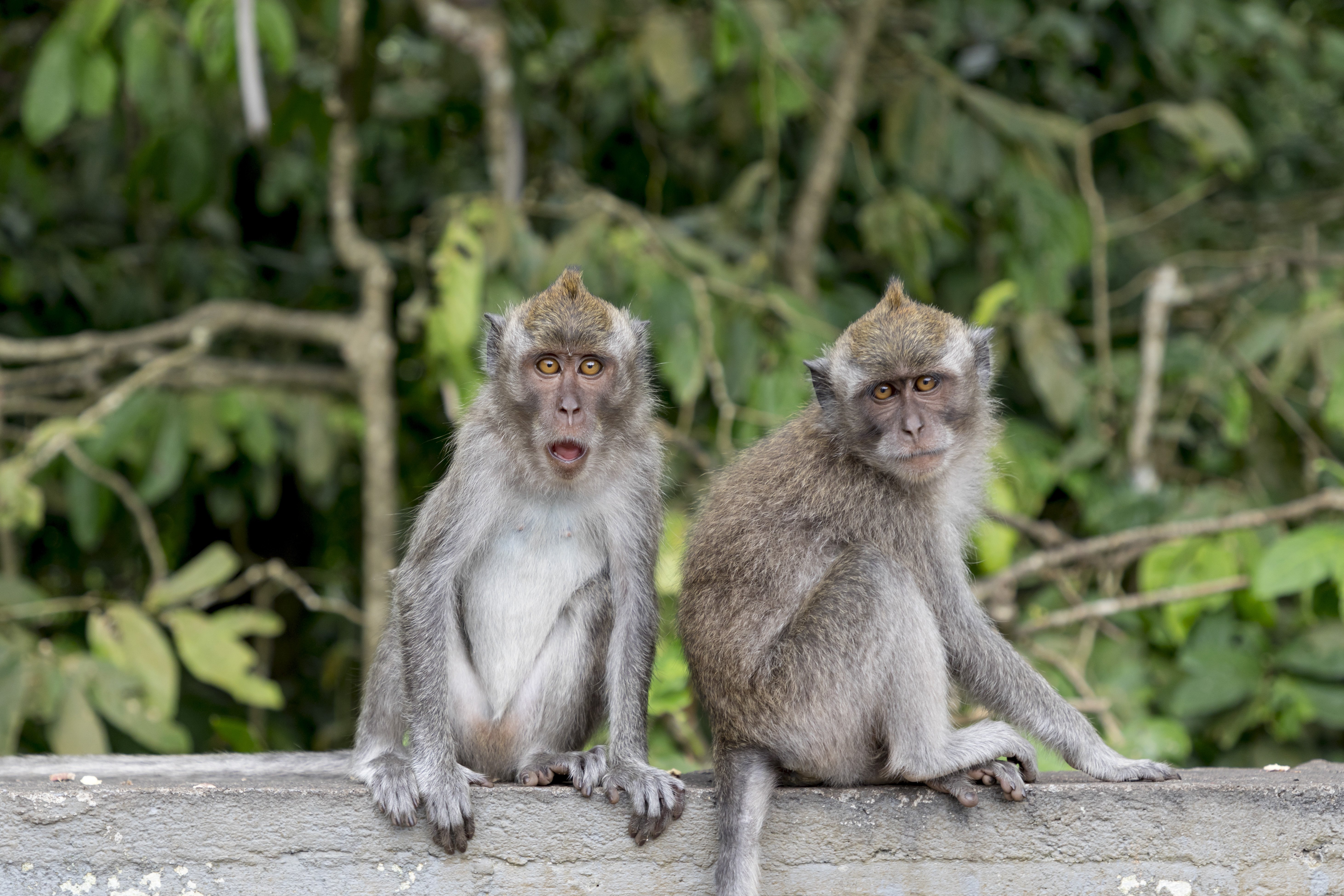 two long-tailed monkeys amid a forest