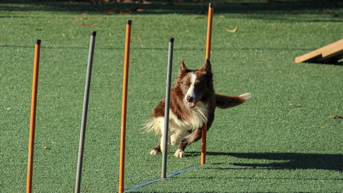 Dog running through an obstacle course.
